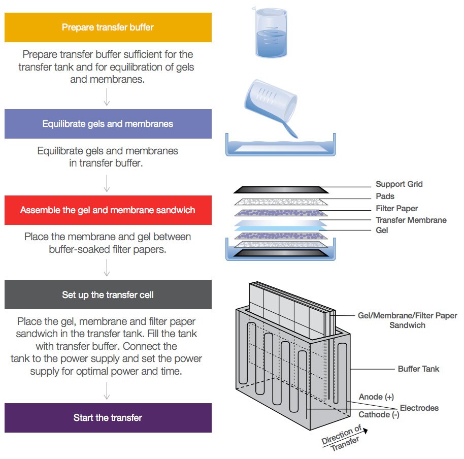 Western Blot Transfer Methods Thermo Fisher Scientific Us - 