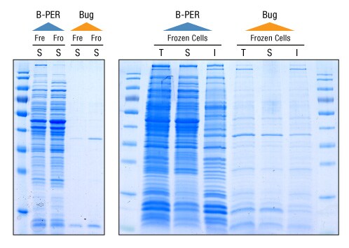 Improved, All-in-one B-PER Reagent For Bacterial Protein Extraction ...