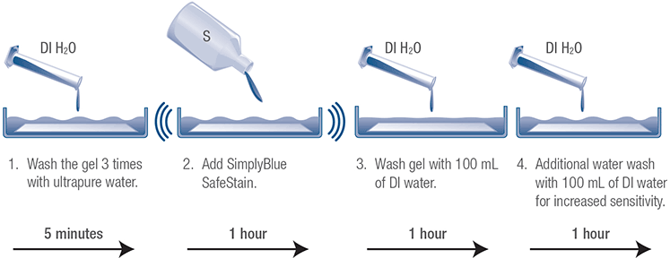 Coomassie Blue Gel and Membrane Stains | Thermo Fisher Scientific - US