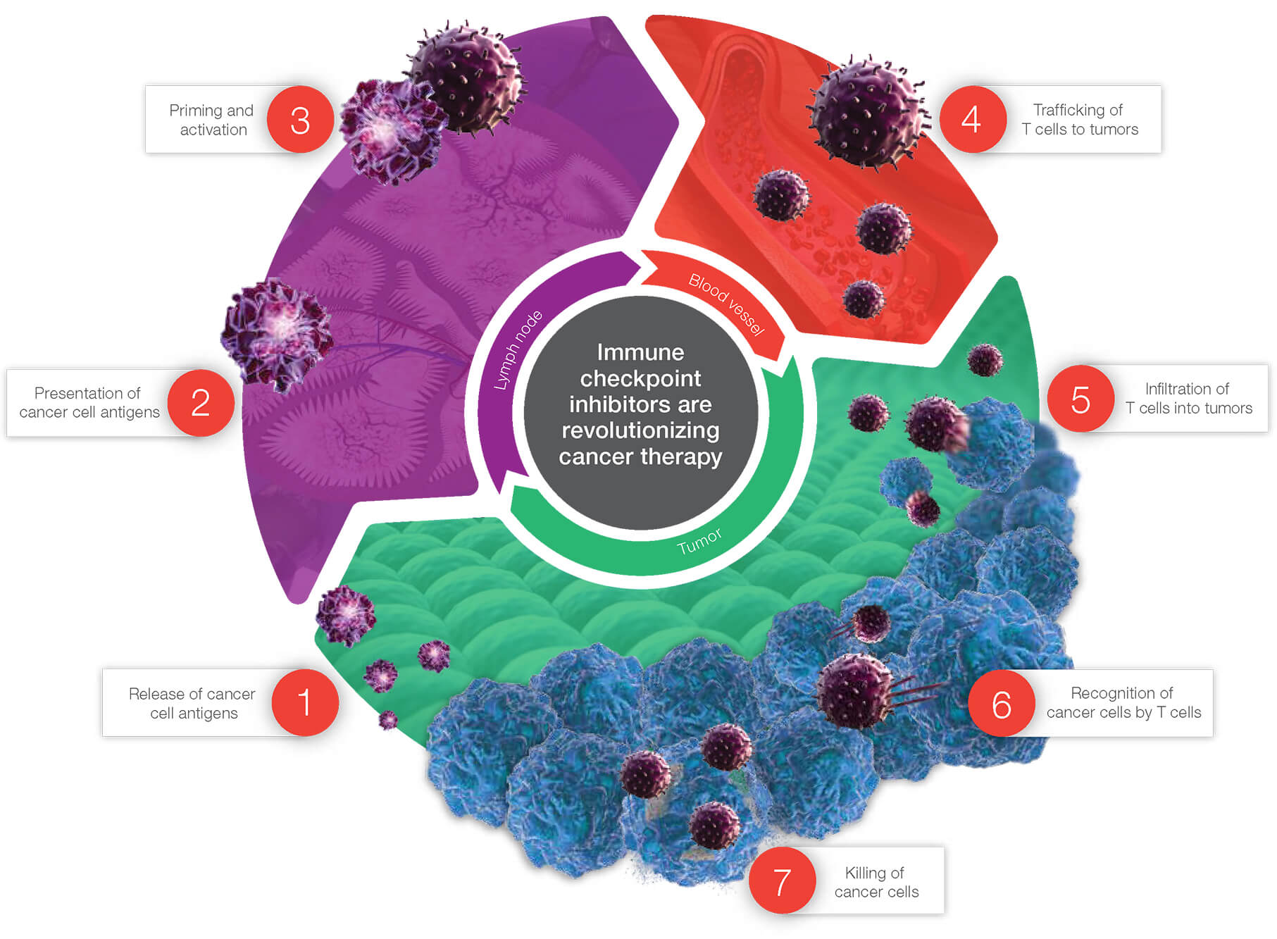 The Cancer Immunity Cycle Thermo Fisher Scientific US